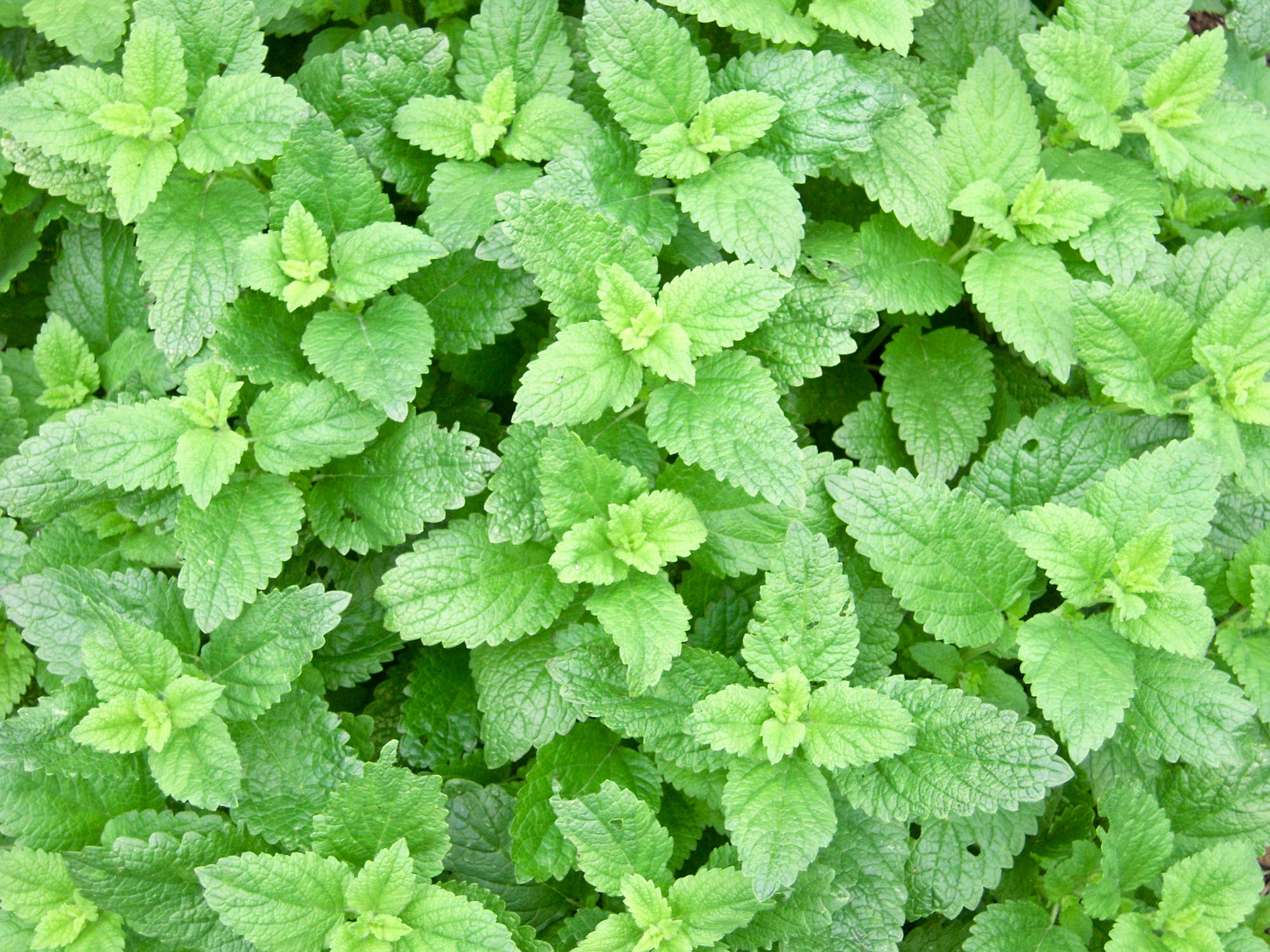 Natural Wholesale - Wholesale Essential Oil - Peppermint Essential Oil - 100% Pure | Wholesale Bulk3