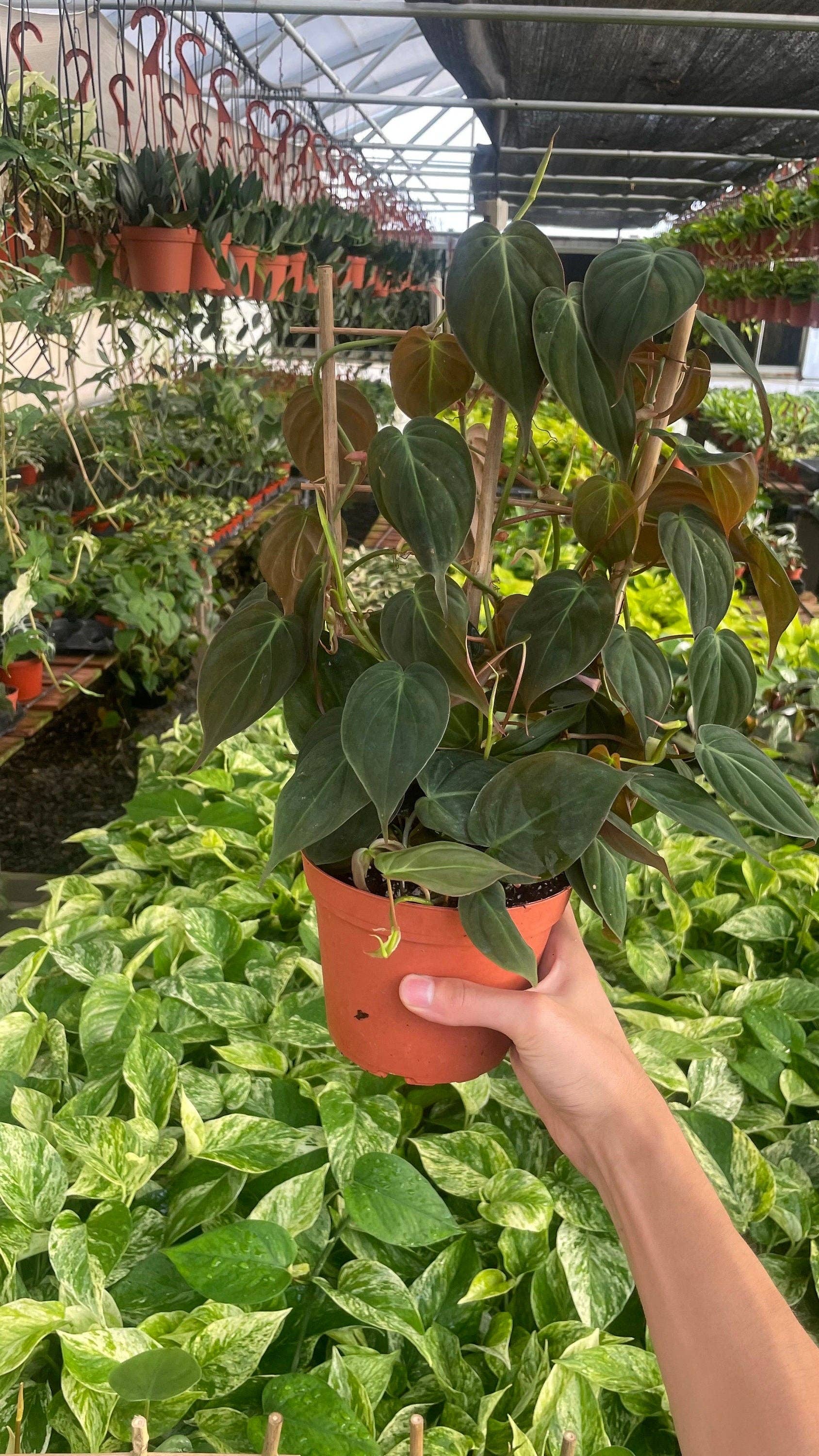 MyPlants LLC - Wholesale Live Plant - Trellis Philodendron Micans - 6" from MyPlants3