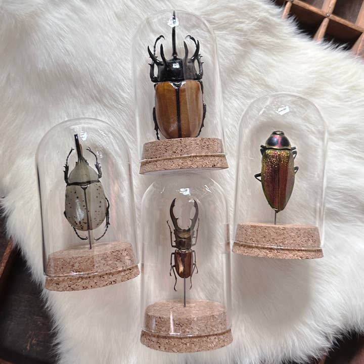 Insect Dome (Style 3) for wholesale by Oracle Natural Science