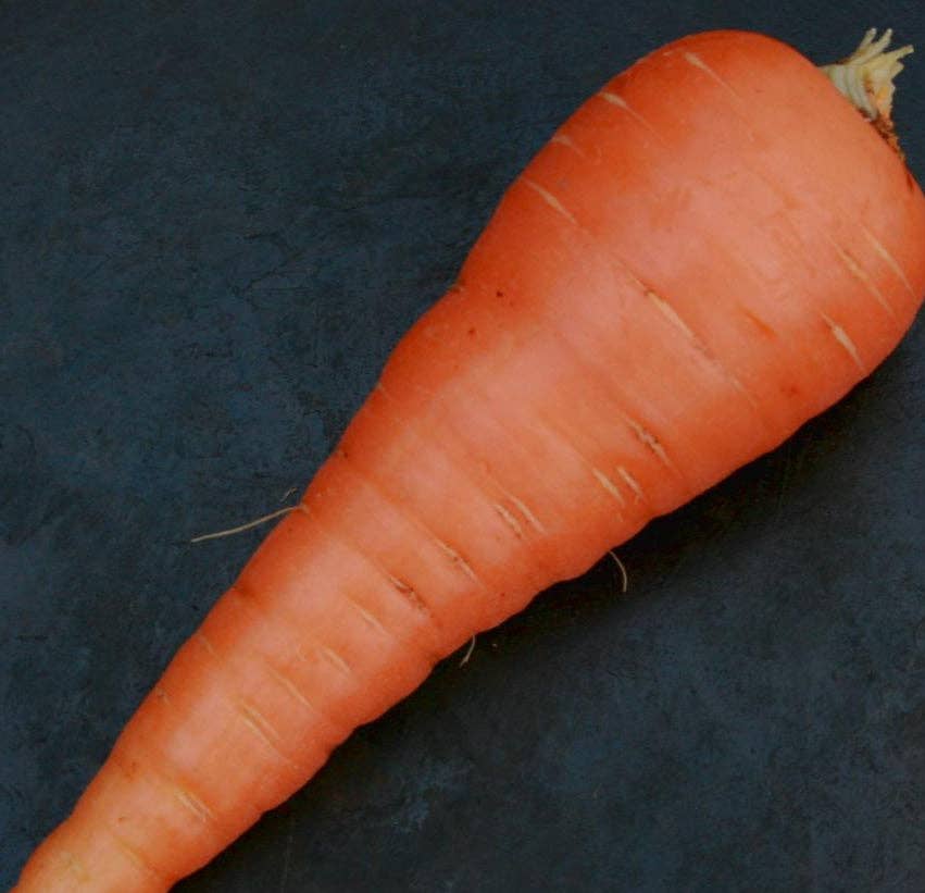 Sow True Seed - Wholesale Plant Seeds - Carrot Seeds - Danvers 1261