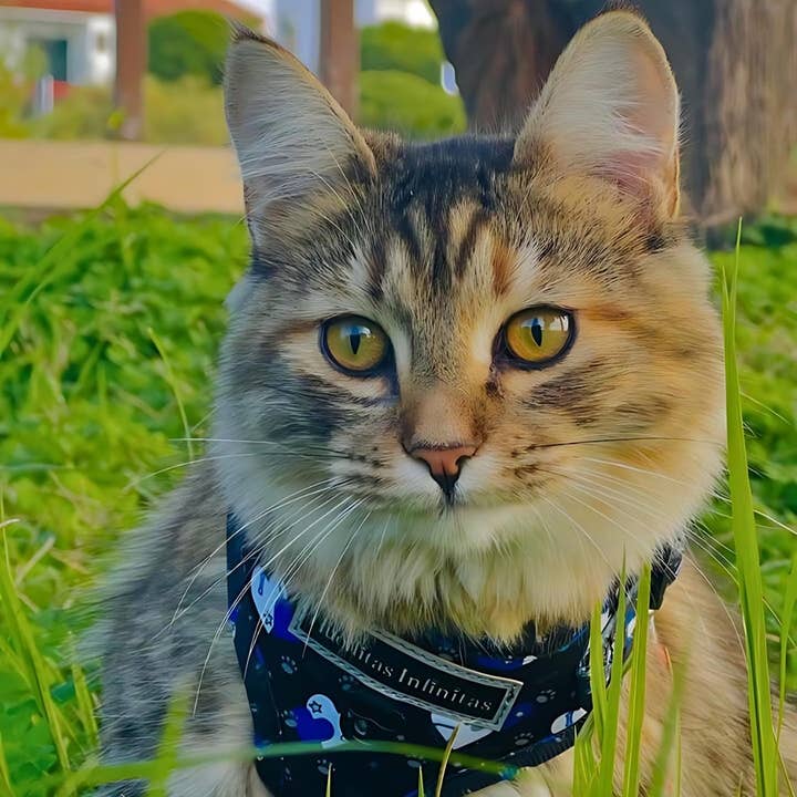 HUELLITAS INFINITAS - Wholesale Tuig voor huisdieren - Hond - Fantasy Hearts verstelbaar harnas11