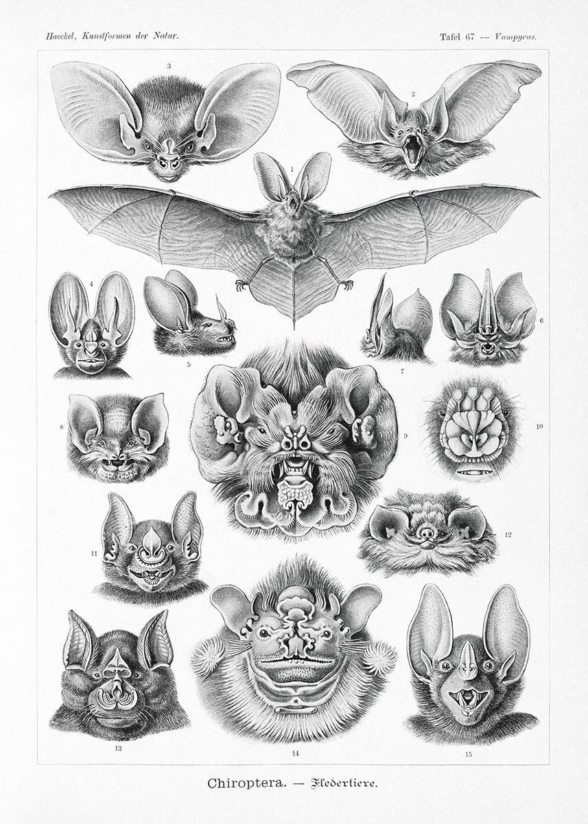 Rock Paper Scissors Wall Art - Wholesale Poster - Bats - Chiroptera by Ernst Haeckel2