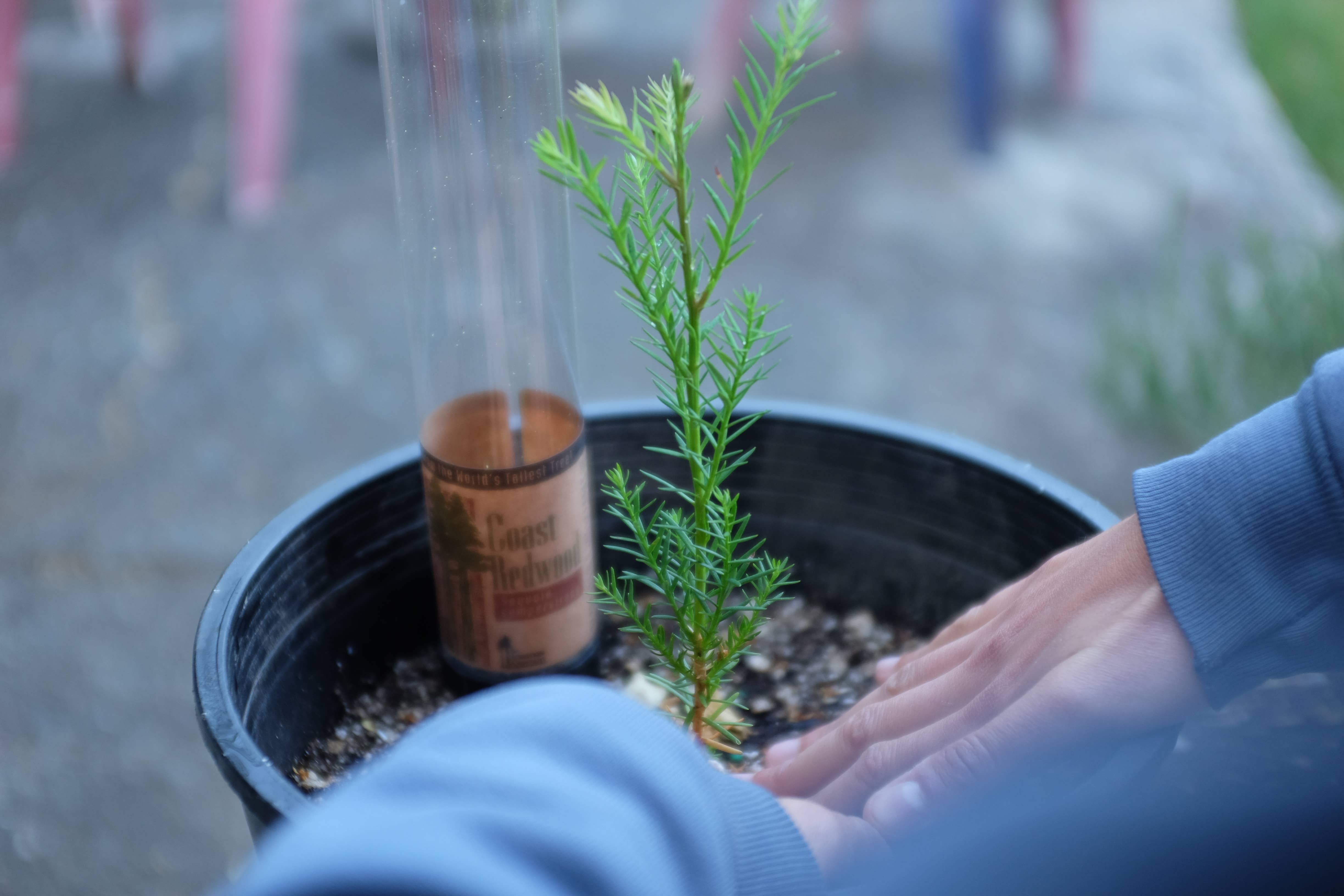 The Jonsteen Company - Wholesale Live Plant - Coast Redwood | Packaged Live Tree6