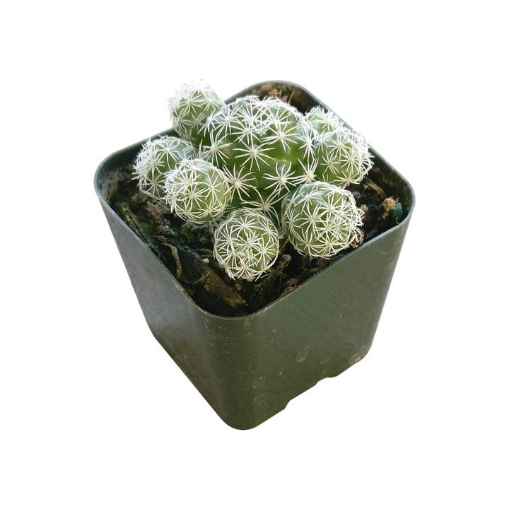Best Plant Friend - Wholesale Live Plant - Thimble Mammillaria Cactus - Live Cactus in 2/4" Pot