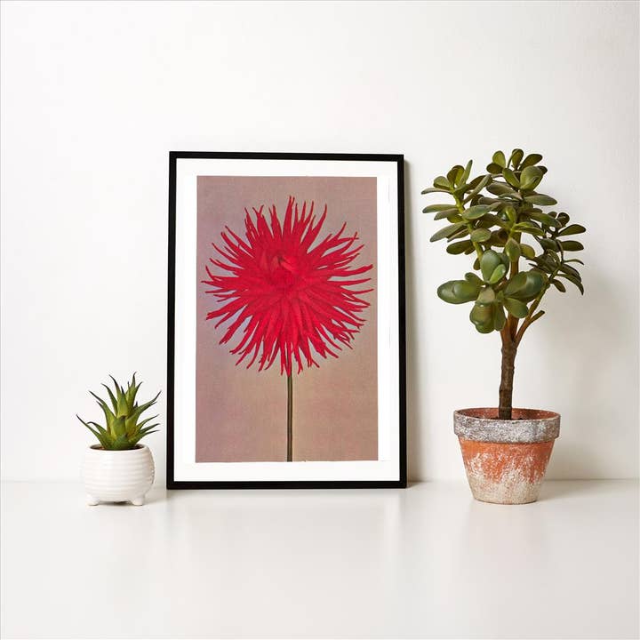 Found Image Press - Wholesale Art Print - Art Print FP-04 Red Dahlia1