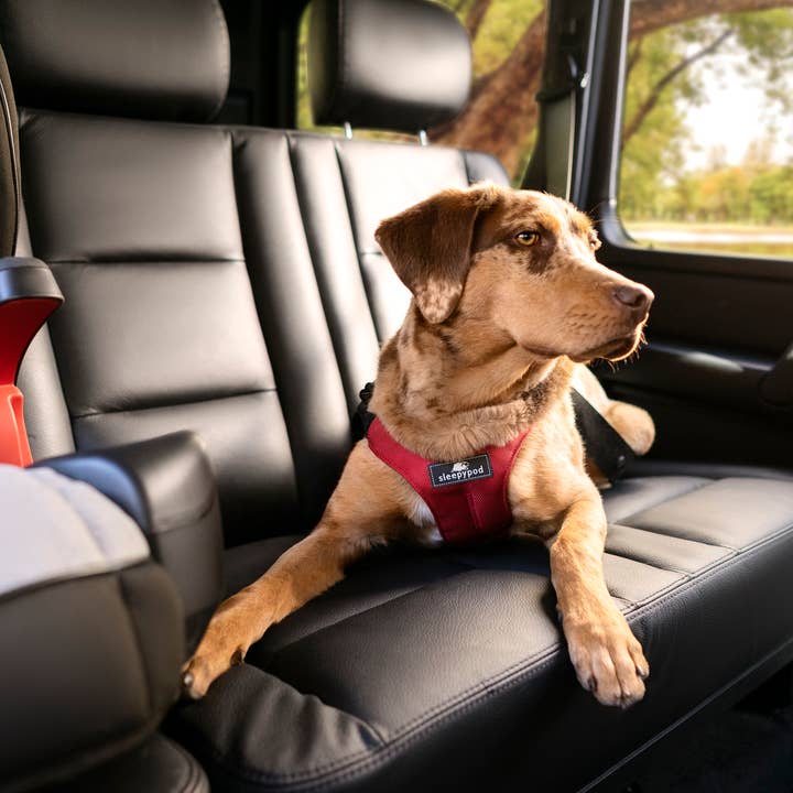 Sleepypod – wholesale Pet harness – Dog – Clickit Sport Plus Car Harness9