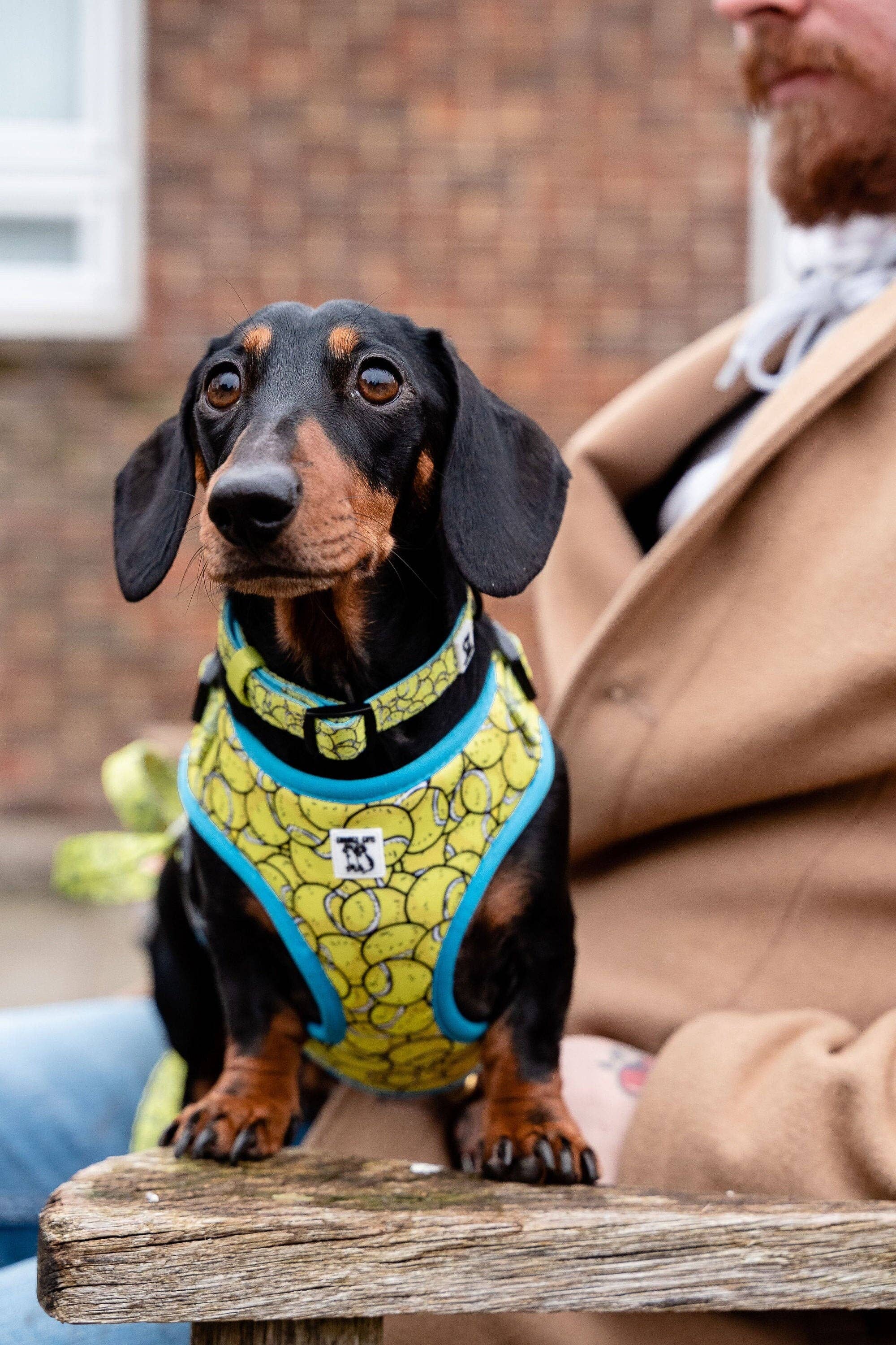 Giddings Gifts - Wholesale Pet Collar - Dog - Tennis Ball Dog Collar1