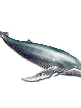 Mammifères à bosse Aimant de baleine en bois pour la vente par Pipsqueak Productions