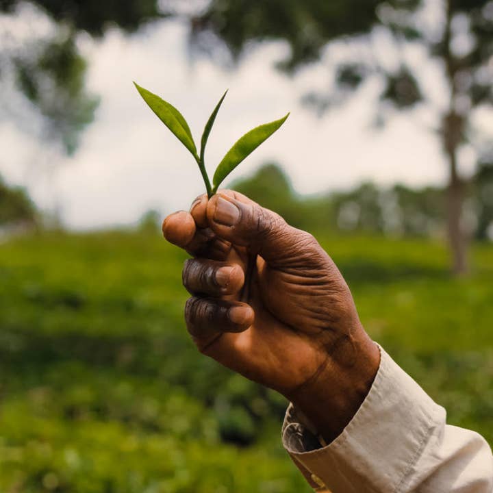 5 Lbs Loose Kenyan Black Tea for wholesale by Ajiri Tea Company