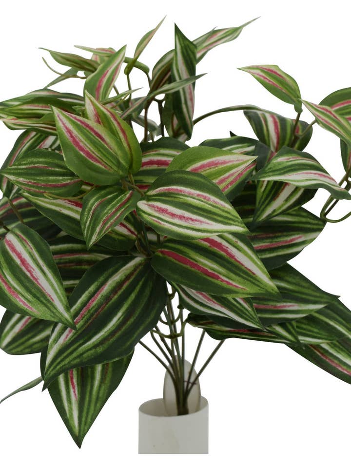 Aglaonema Busch, 9 Stiele für den Großhandel von Tremont Floral Supplies