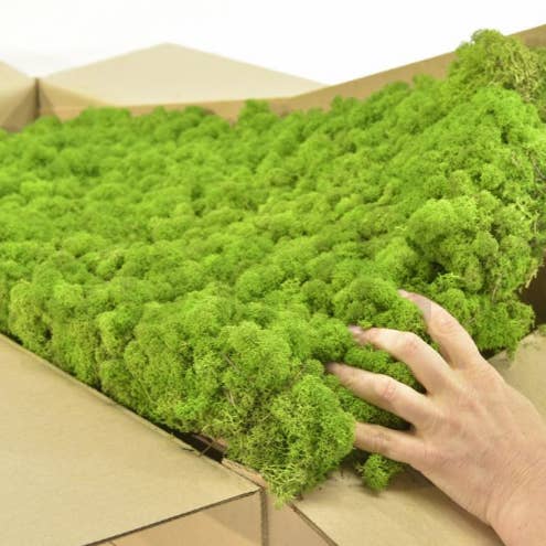 Moss House - Wholesale Live Plant - Lichen Stabilized Reindeer Moss Light Green by MossHouse