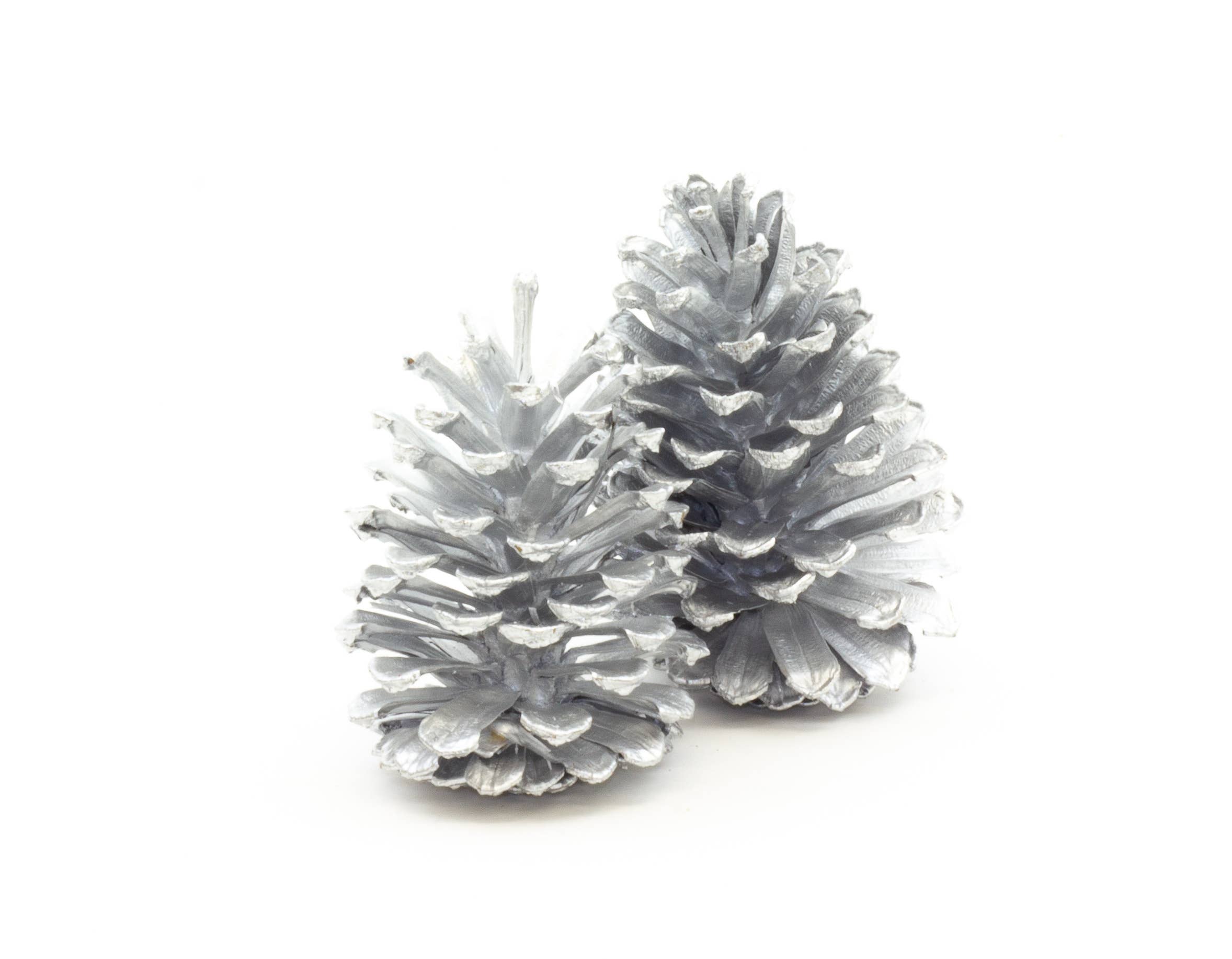 Winter Woods - Wholesale Decorative Tabletop Object - Ponderosa Pine Cones1