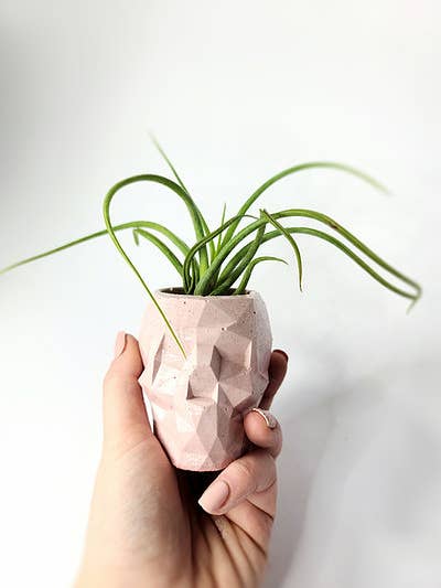 Bennet L Geometric Concrete Skull Planter | Air plant pot for wholesale by Geoform Designs