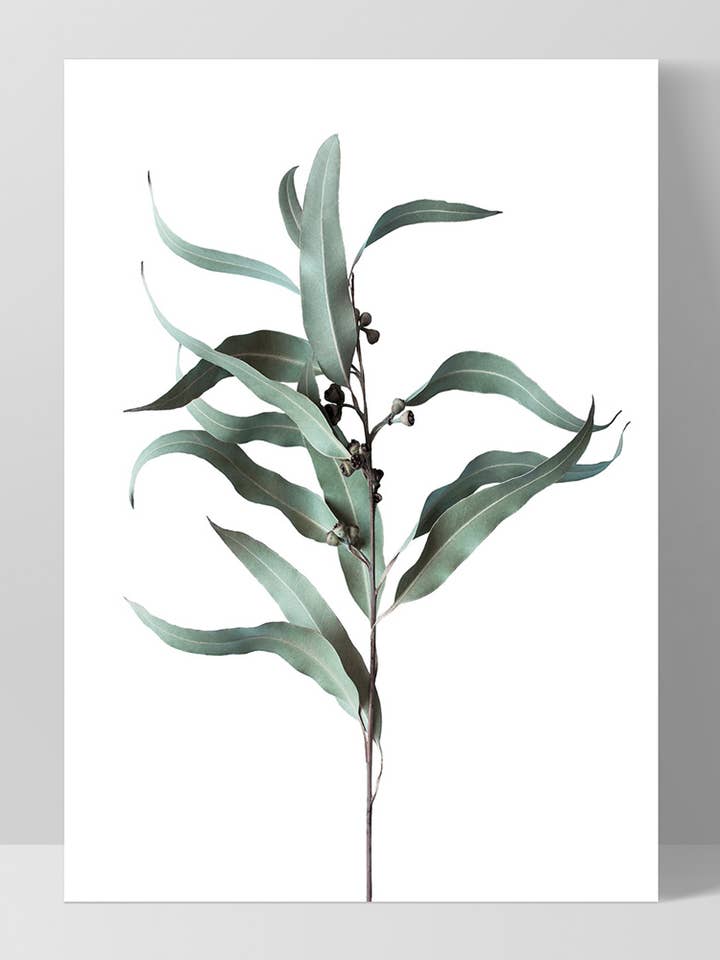 Eukalyptusblad och nötter Art III. Modern australisk affisch för wholesale av PRINT AND PROPER