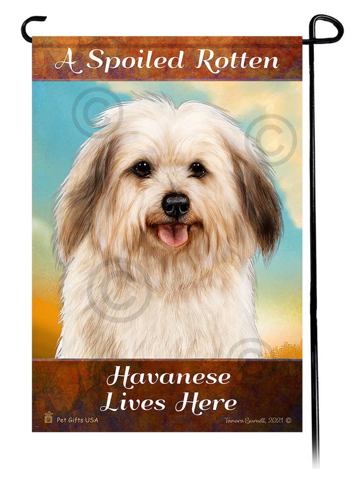 Ein verwöhnter fauler Havaneser Cream Sable (Welpe) lebt hier... für den Großhandel von Pet Gifts USA, LLC