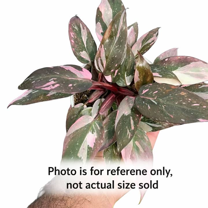 Philodendron ‘Pink Princess’ – Rare Tissue Culture Plant for wholesale by Nanu's Nursery