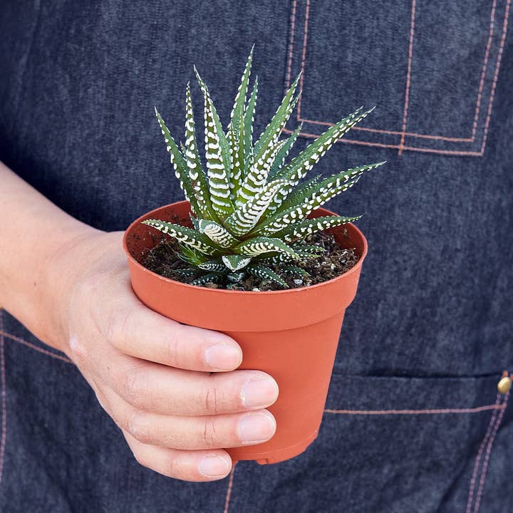 SUCCULENT HAWORTHIA ZEBRA 4-inch for wholesale by House Plant Wholesale