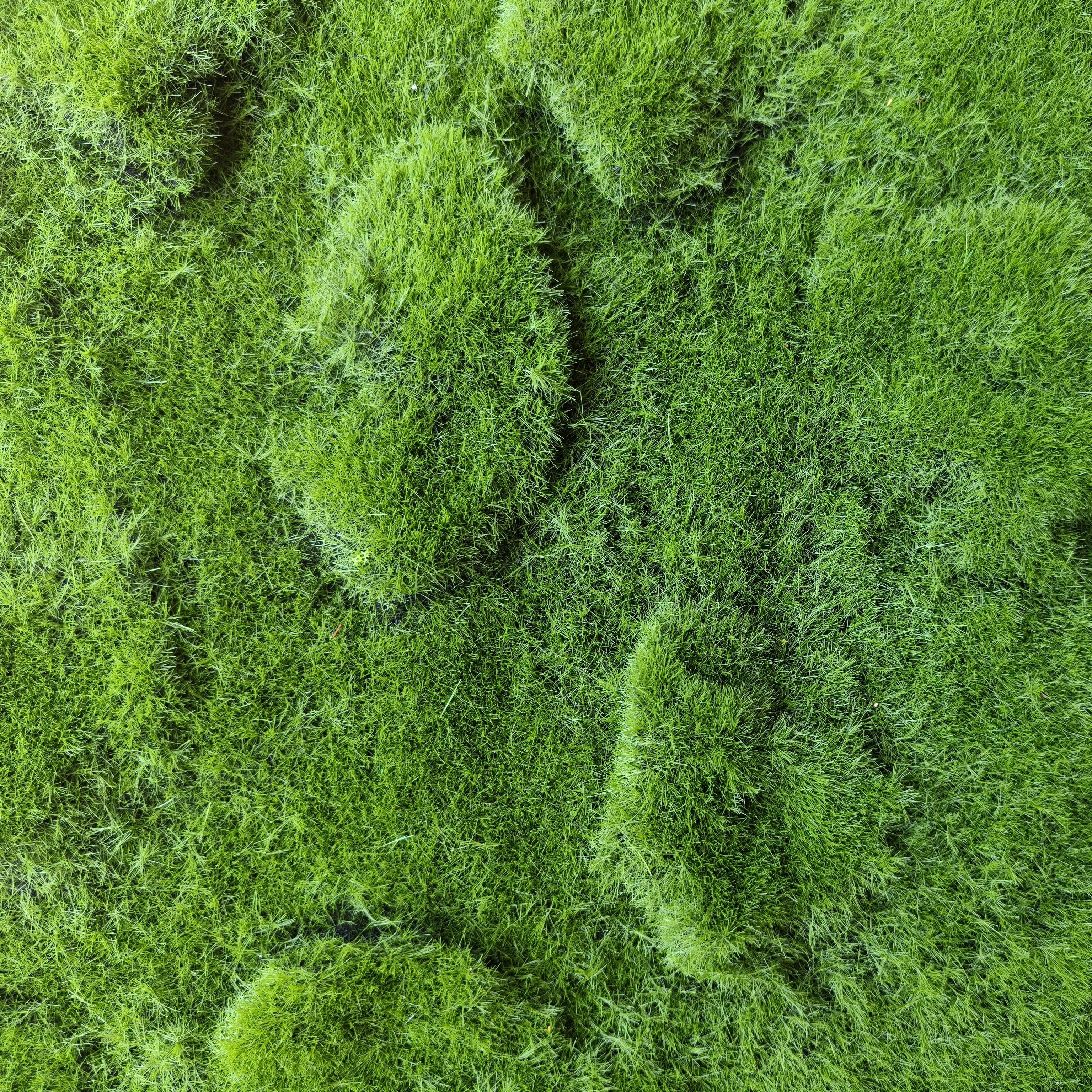 ACNITE(We cover U.S. import duties) - Wholesale Artificial Plant - Artificial Moss Sheet Wedding decor Green fake lawn5