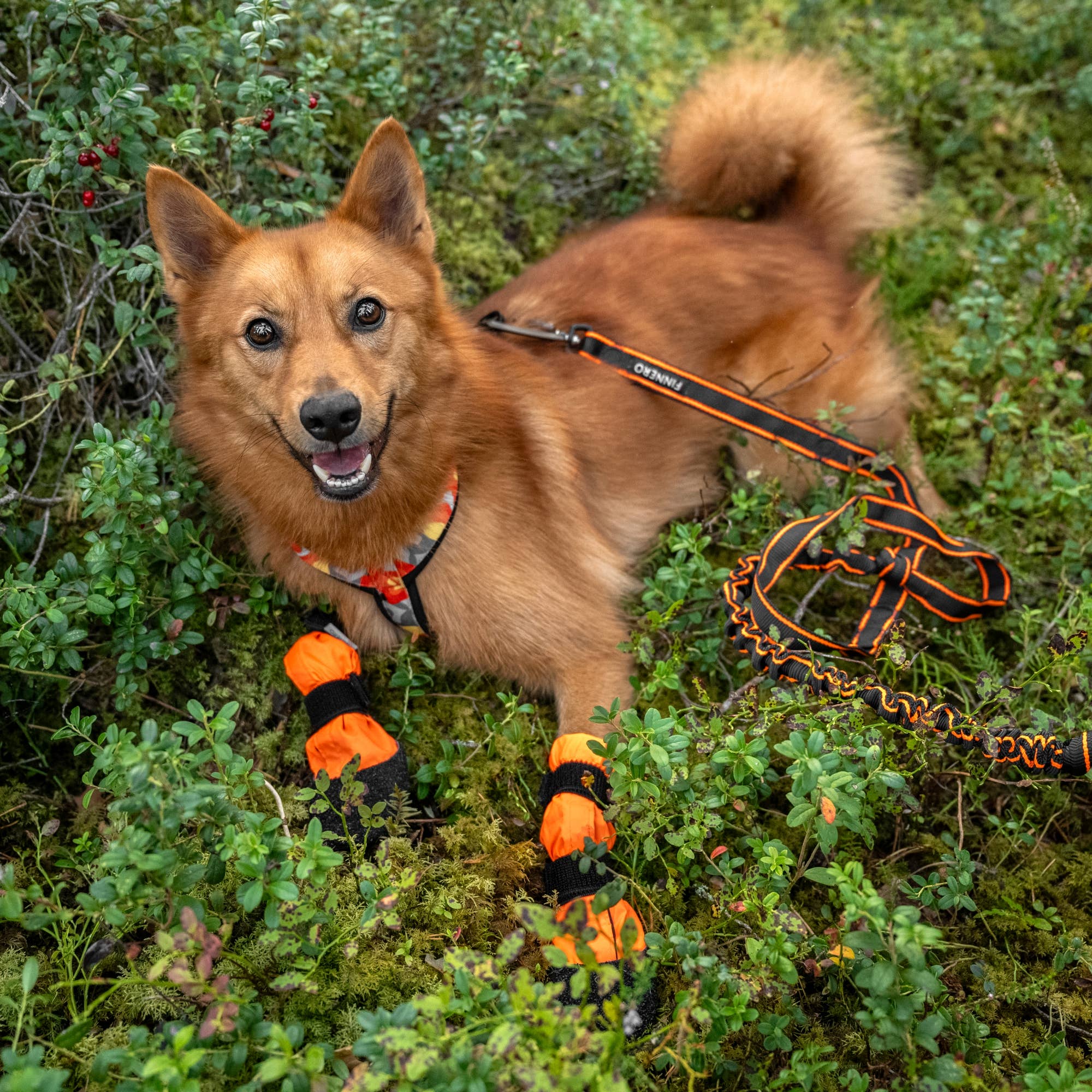 FINNERO - Vente Bottines – chien - FINNERO SULO bottines de protection pour chien, 2 pièces, orange7