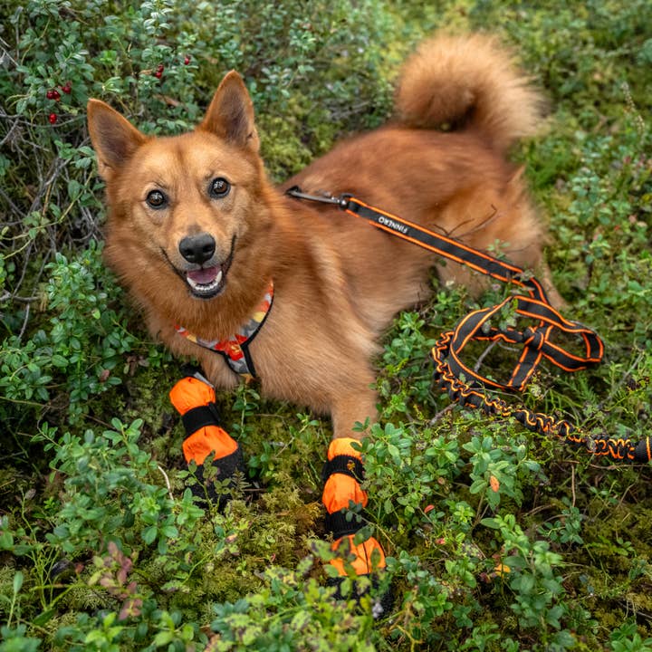 FINNERO - Wholesale Pet Boots - Dog - FINNERO SULO Protective Dog Booties 2 pcs/set, Orange7