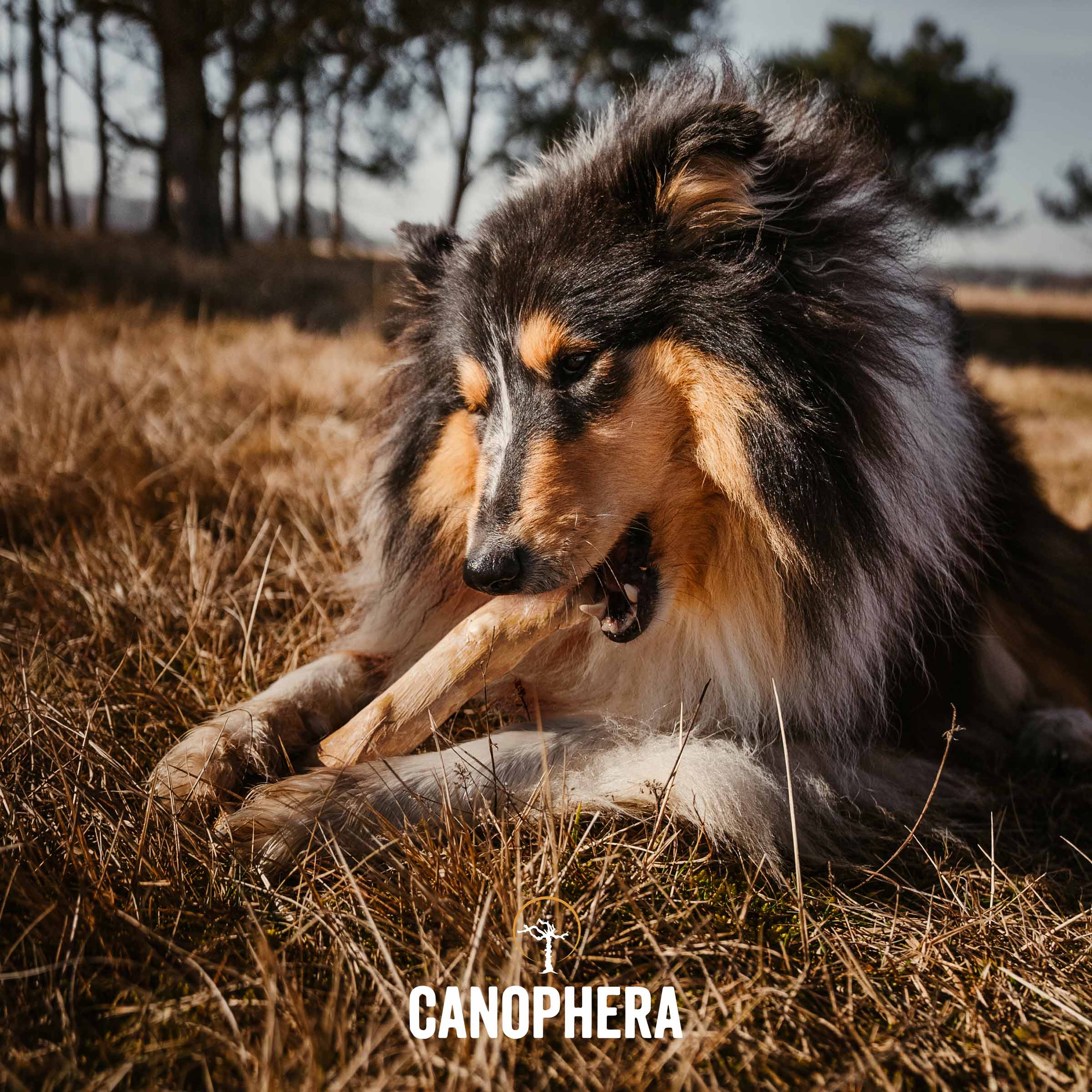 CANOPHERA GmbH - Wholesale Pet Chew Toy - Dog - Dog Chew Stick Made of Coffee Wood.9