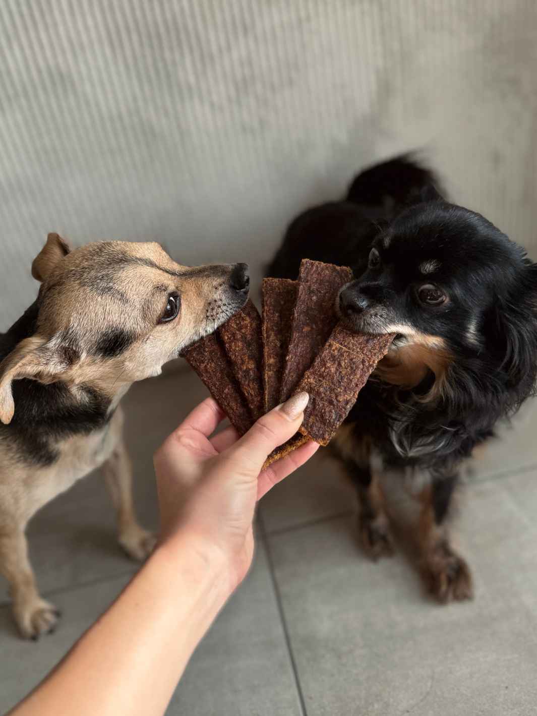 Truffe Délice – wholesale Godis - Hund – Skivor av vildsvin för hundar och katter1