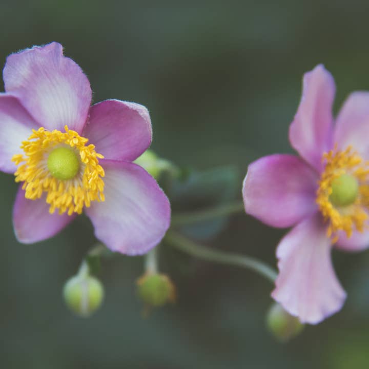 Fotokunst mit rosafarbenen Blumen, verschiedene Größen für den Großhandel von Hope Decor
