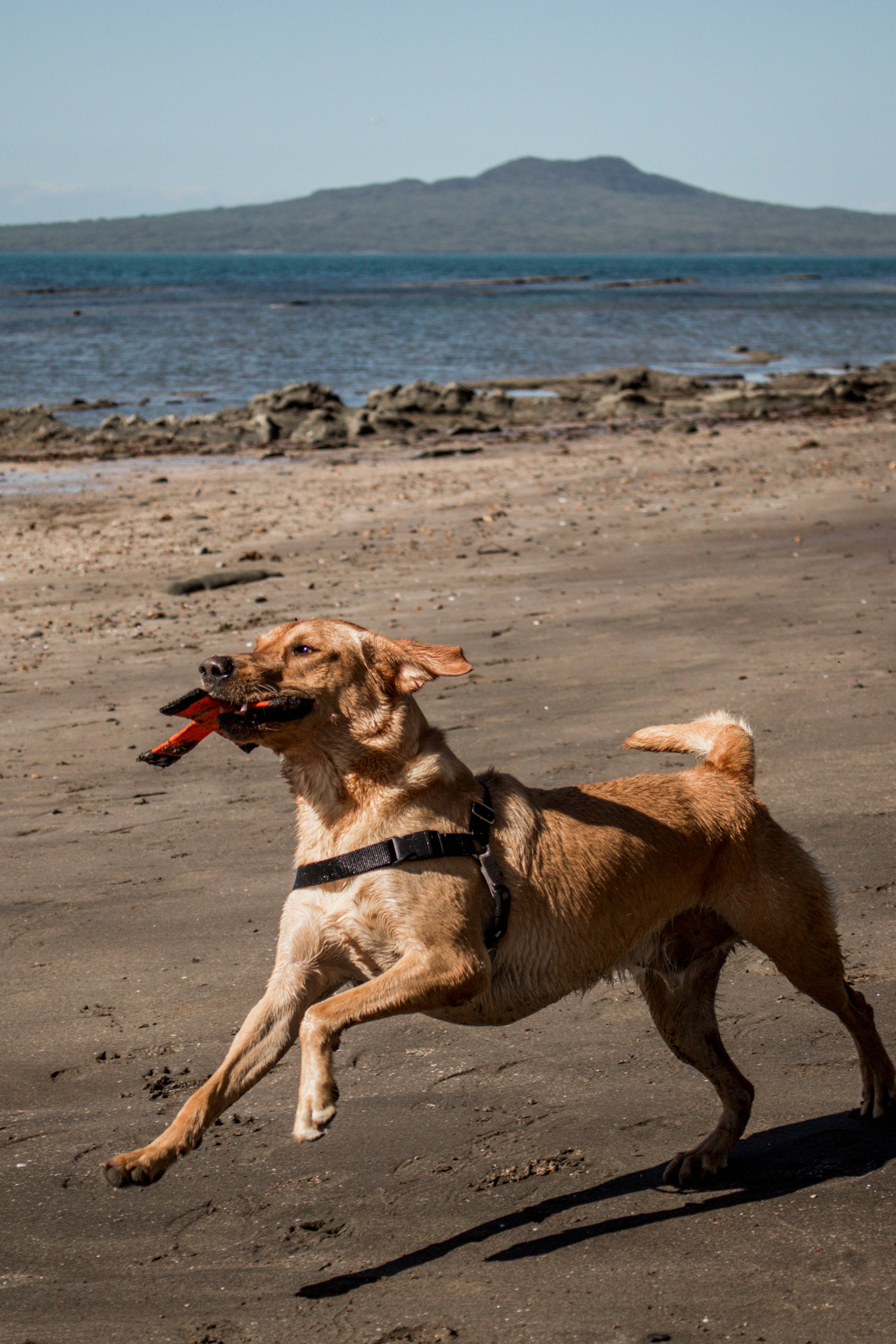 Katie's Bumpers - Wholesale Pet Squeaky Toy - Dog - Best KB X Toy Tug Toy For Dogs1