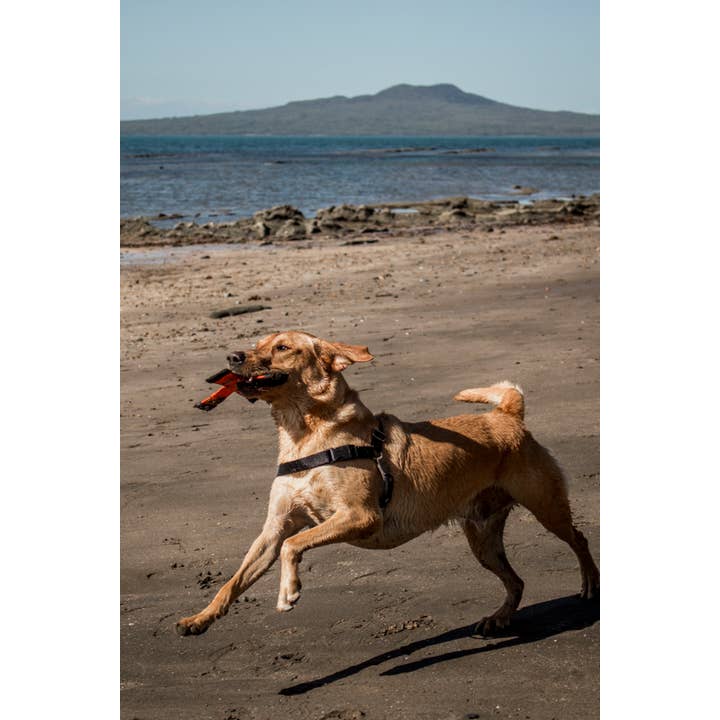 Katie's Bumpers - Wholesale Pet Squeaky Toy - Dog - Best KB X Toy Tug Toy For Dogs1