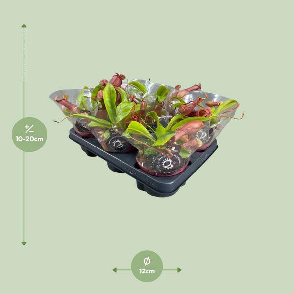 Oasis of Life - Venta al por mayor Plantas naturales - Planta carnívora – Nepenthes Alata – Planta jarro – Ø12cm – ↕17cm – Planta de interior exótica con trampas decorativas – Fácil de cuidar y decorativa1