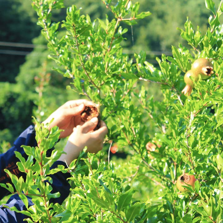 Kim'C Market - Wholesale Flavored Syrup - Citron Grain Syrup (Case of 12)2