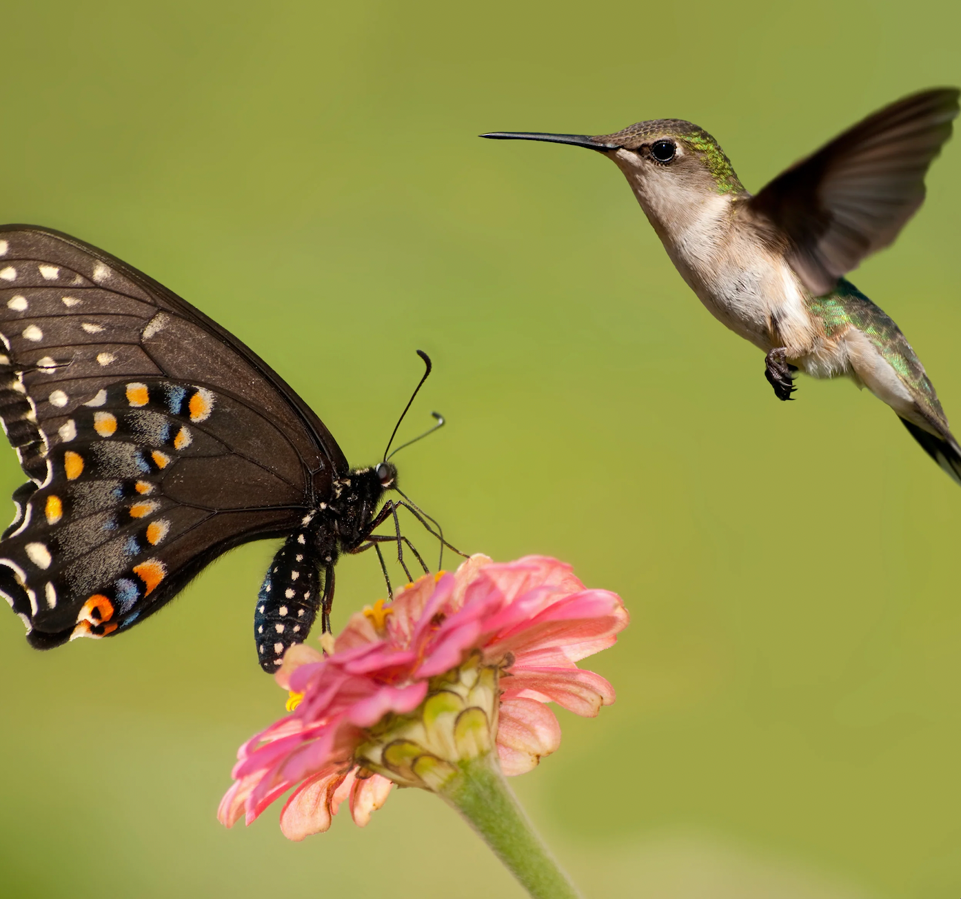 The Elevated Seed Co. - Wholesale Plant Seeds - Wildflower Garden Seed Mix- Hummingbird & Butterfly2
