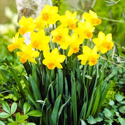 GardenPerspective – wholesale Live plant – 5 - Narcissus Daffodil Plants Perennial Bare Roots Outdoor2