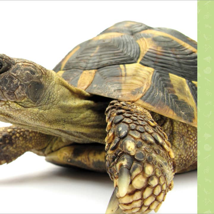 Sourcebooks - Wholesale Science & Math - Reptiles for Kids3