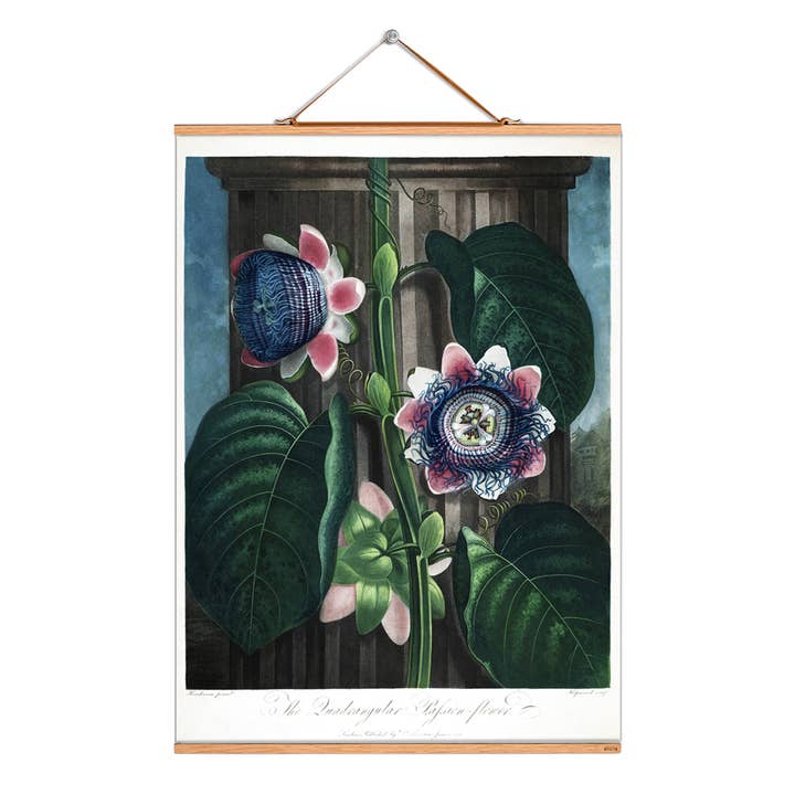 Scroll picture illustration # 321/Passion Flower for wholesale by Eicie