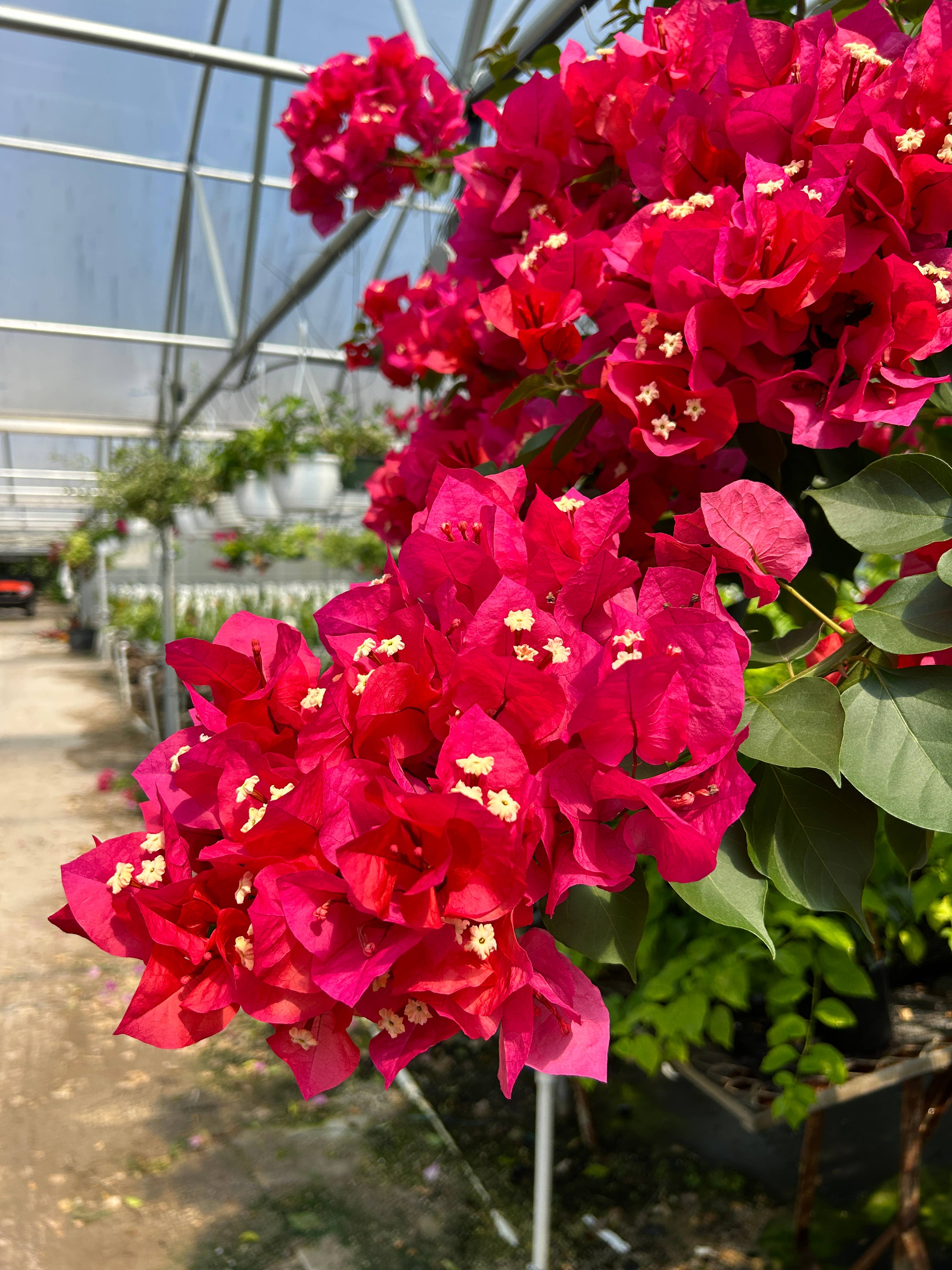 O F Nelson’s - Wholesale Live Plant - 6" Bougainvillea4