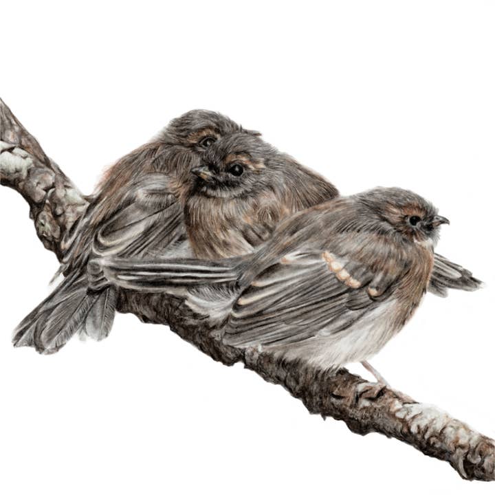 "Better Together" Grey Fantail Backyard Bird Fine Art Print for wholesale by Jenna Chartrand Coloured Pencil Fine Artist