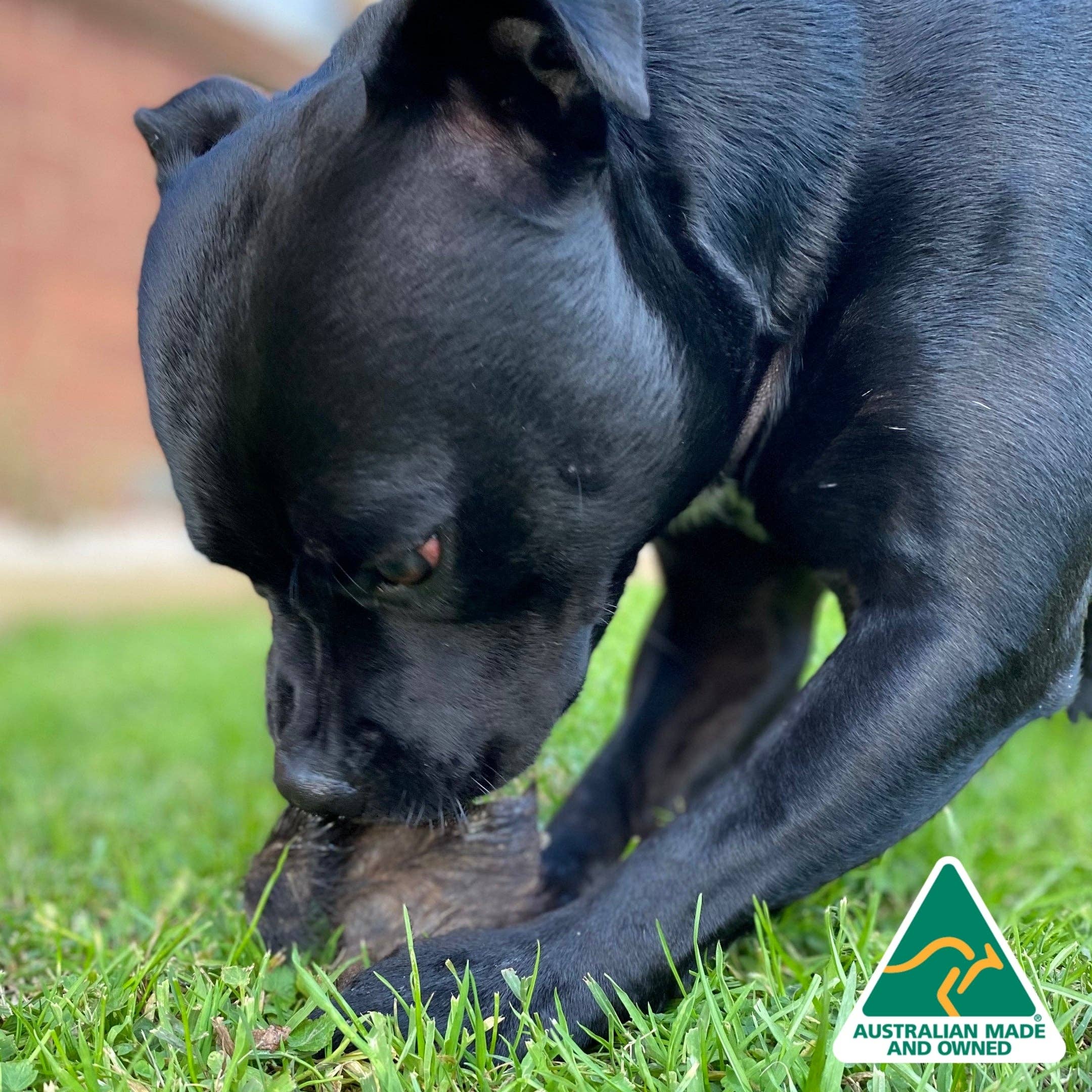 Rover Pet Products - Wholesale Pet Treats - Dog - Don't Be Boaring - Boar Ears10