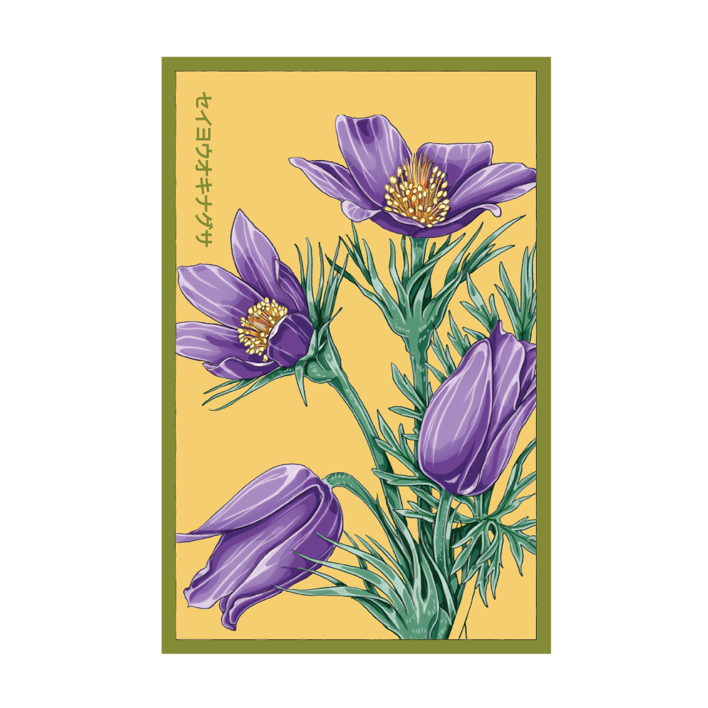 Chive Canada - Wholesale Plant Seeds - 2026 The Greater Pasque Flower Seeds Packet0