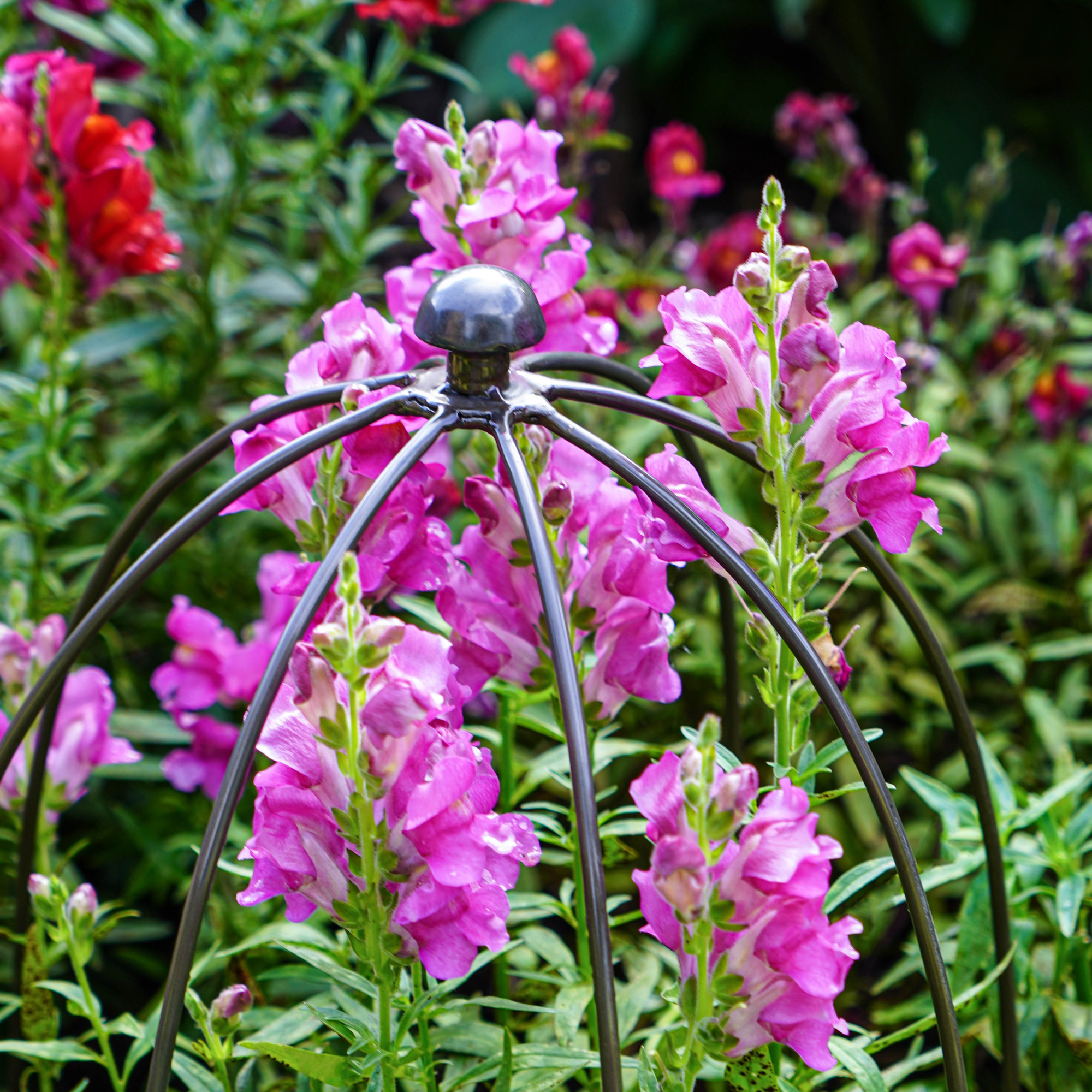 Ivyline International - Wholesale Planting Net/Cover - Outdoor Plant Support H50cm W26cm4