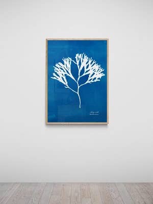 Bantham Devon Cyanotype Blue Print Of Estuary Wrack for wholesale by The Seaweed Studio