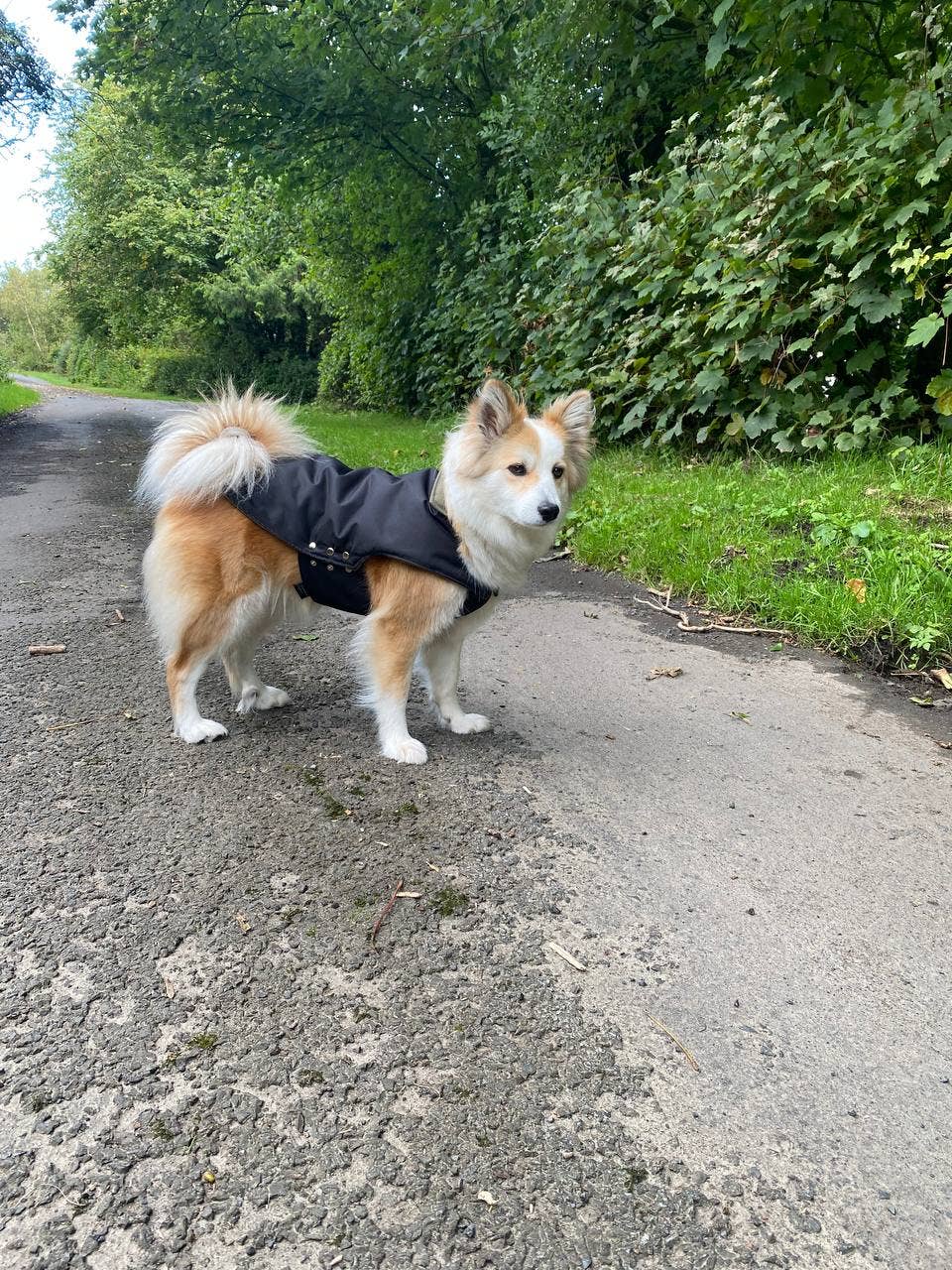 Dobbelaere Fashion - Vente Veste – chien - Veste imperméable pour chien Dobby5