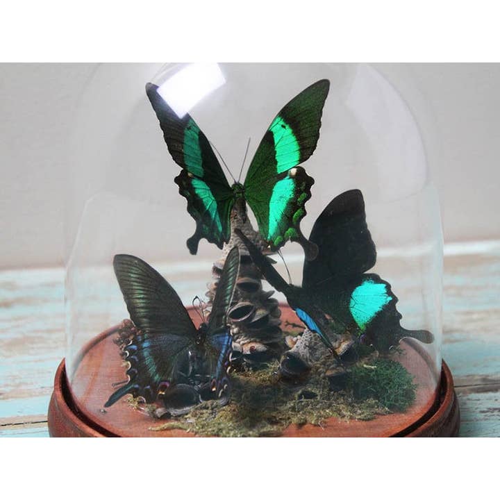 Green Trio Butterflies in a dome for wholesale by Newman Art Designs