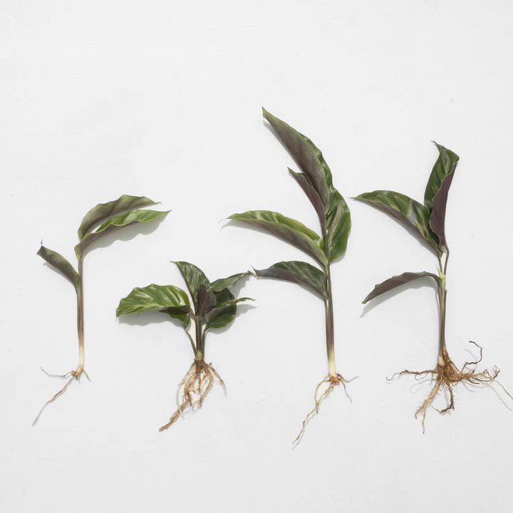 Air Plant Shop - Wholesale Live Plant - Calathea 'Prayer Plants' Rufibarba Fresh Rooted Cuttings3