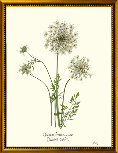 Homegrown Art Co - Wholesale Art Print - Queen Anne's Lace Flower Pressing - Botanical Art Print6
