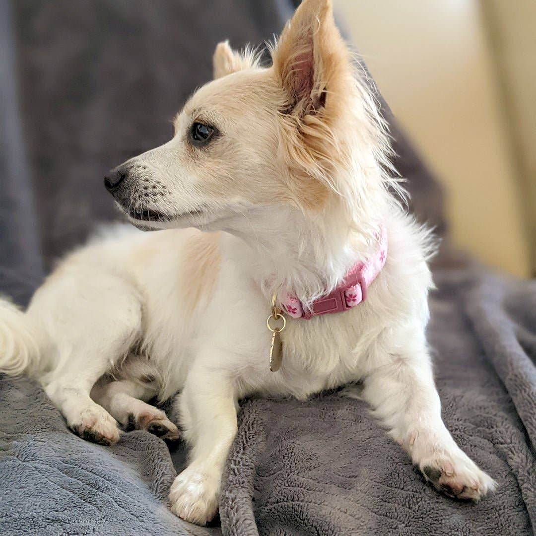 Pawsonify - Wholesale Pet Collar - Cat - Cherry Blossom Collar2