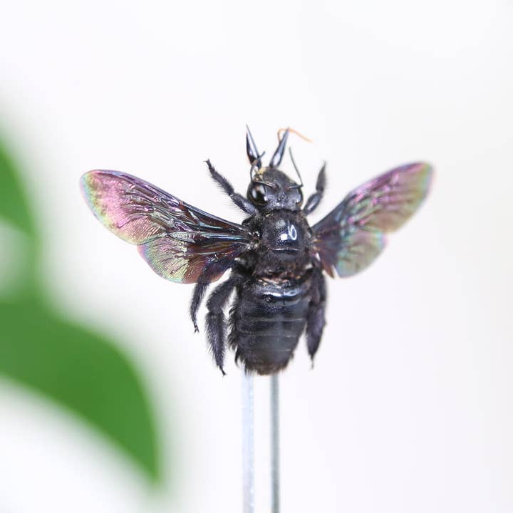 Curated Studio – wholesale Decorative tabletop object – Tropical Carpenter Bee Insect Bug Taxidermy Bell Jar