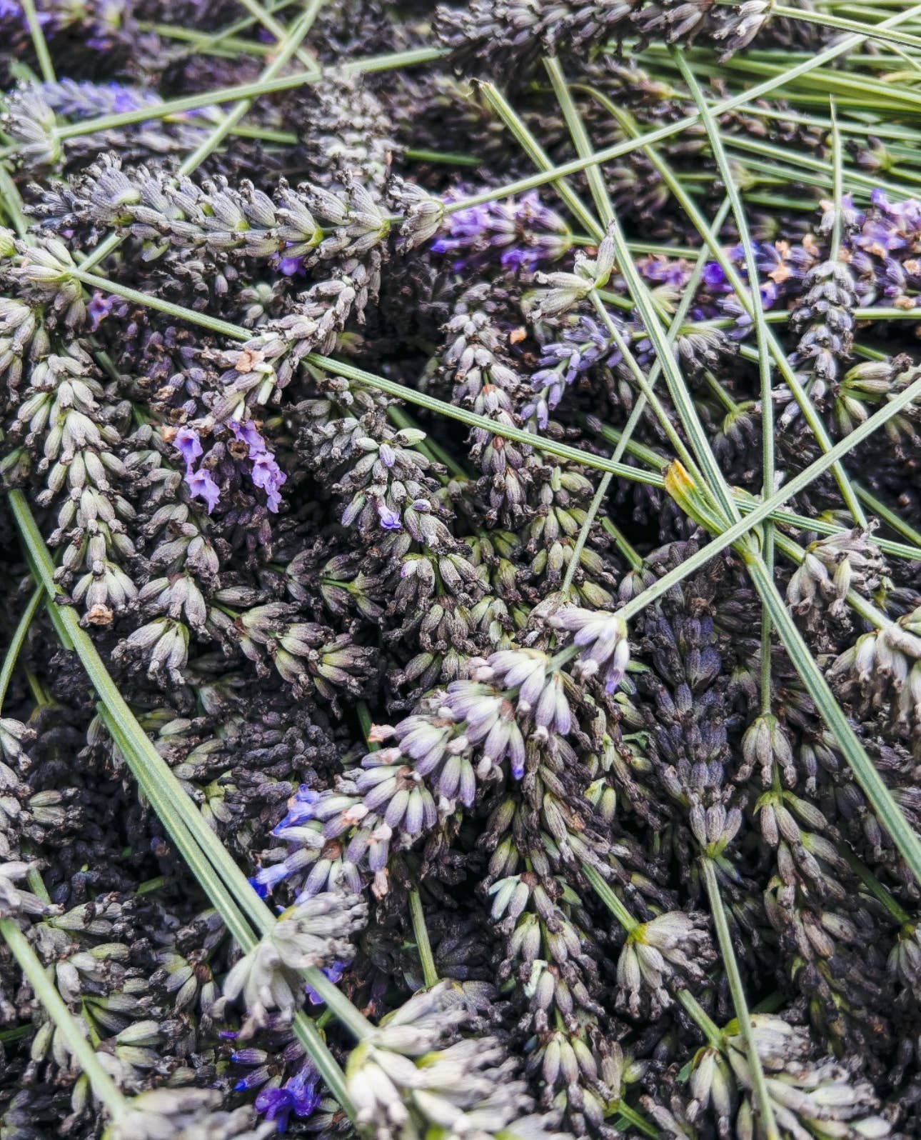 Lavender Beads - Wholesale Essential Oil - Lavender Essential Oil 30ml - For Aromatherapy Bracelets8