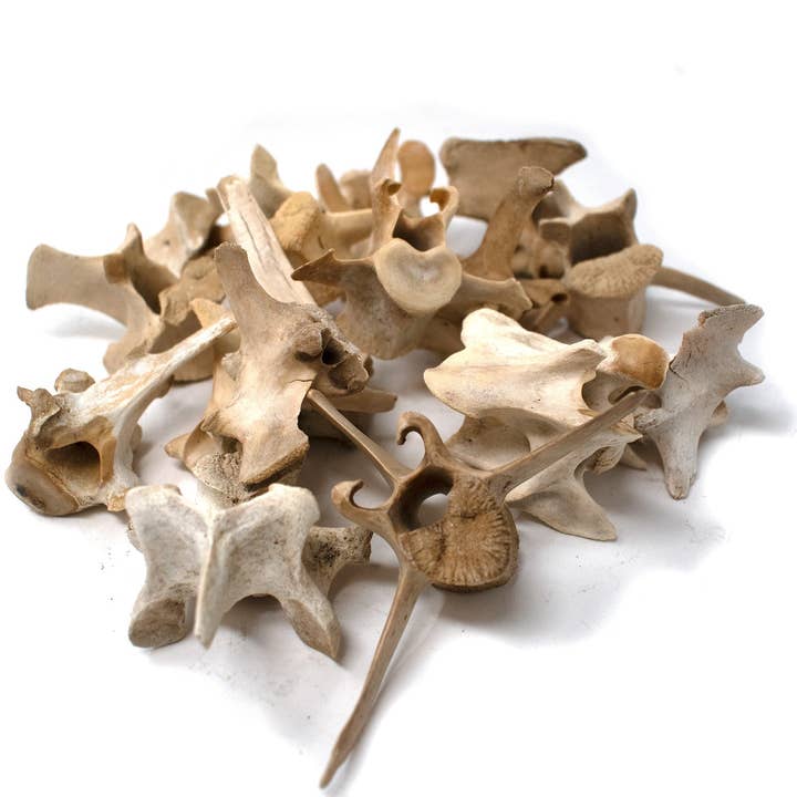 Vertèbre de cerf d'origine éthique – Offrande rituelle et talisman d'autel pour la vente par Oreamnos Oddities