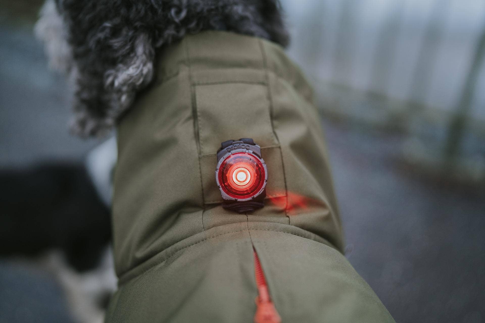 oliven Hundevinterjakke Oskar olive for engroshandel på Faire3